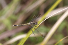 Erythrodiplax umbrata