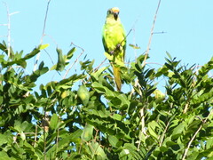 Eupsittula aurea