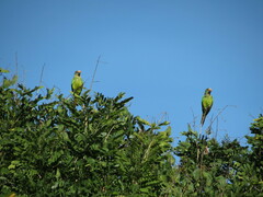 Eupsittula aurea