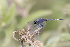 Erythrodiplax nigricans