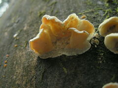 Skeletocutis amorpha