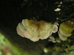 Skeletocutis amorpha