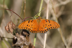 Dione vanillae maculosa