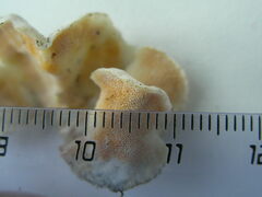 Skeletocutis amorpha