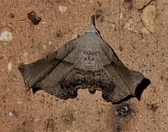 Esthlodora versicolor