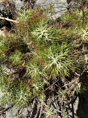 Artemisia morrisonensis
