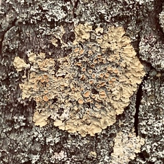Xanthoria parietina
