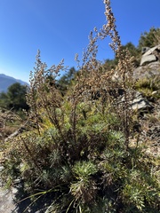 Artemisia morrisonensis