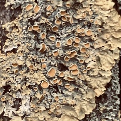 Xanthoria parietina