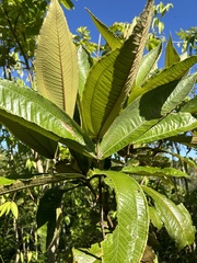 Miconia impetiolaris