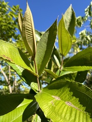Miconia impetiolaris