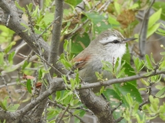 Cranioleuca pyrrhophia