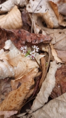 Erigenia bulbosa
