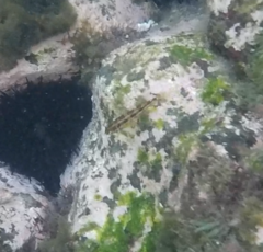 Blenniiformes