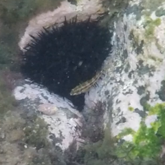 Blenniiformes