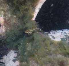 Blenniiformes