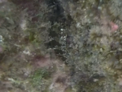 Blenniiformes