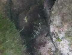 Blenniiformes