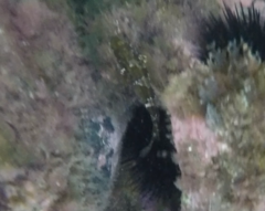 Blenniiformes