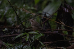 Pellorneum ruficeps