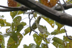 Aegithina viridissima