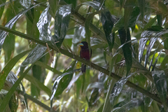 Cymbirhynchus macrorhynchos