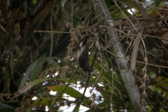 Lonchura leucogastra
