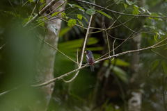 Cymbirhynchus macrorhynchos