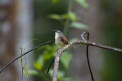 Prinia rufescens