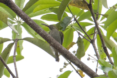 Arachnothera modesta