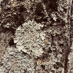 Flavoparmelia caperata