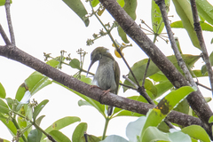 Arachnothera modesta