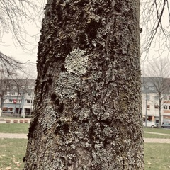 Flavoparmelia caperata