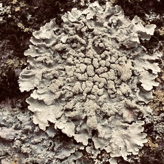 Flavoparmelia caperata