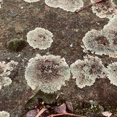 Protoparmeliopsis muralis