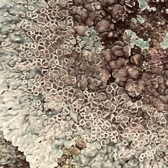 Protoparmeliopsis muralis