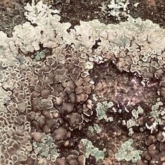 Protoparmeliopsis muralis