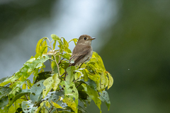 Muscicapa williamsoni