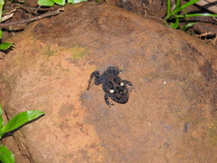 Proceratophrys brauni