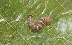 Hydriomena impluviata