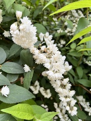 Deutzia crenata