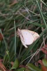 Eulithis populata