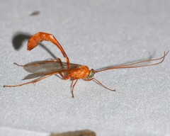 Enicospilus americanus-complex