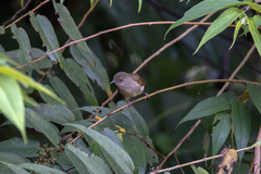 Rubigula erythropthalmos