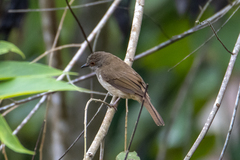 Rubigula erythropthalmos