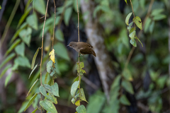 Rubigula erythropthalmos