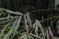 Pericrocotus divaricatus