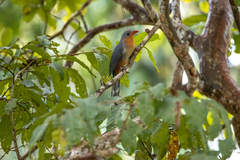 Zanclostomus javanicus