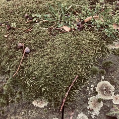 Hypnum cupressiforme