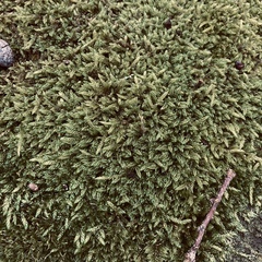 Hypnum cupressiforme